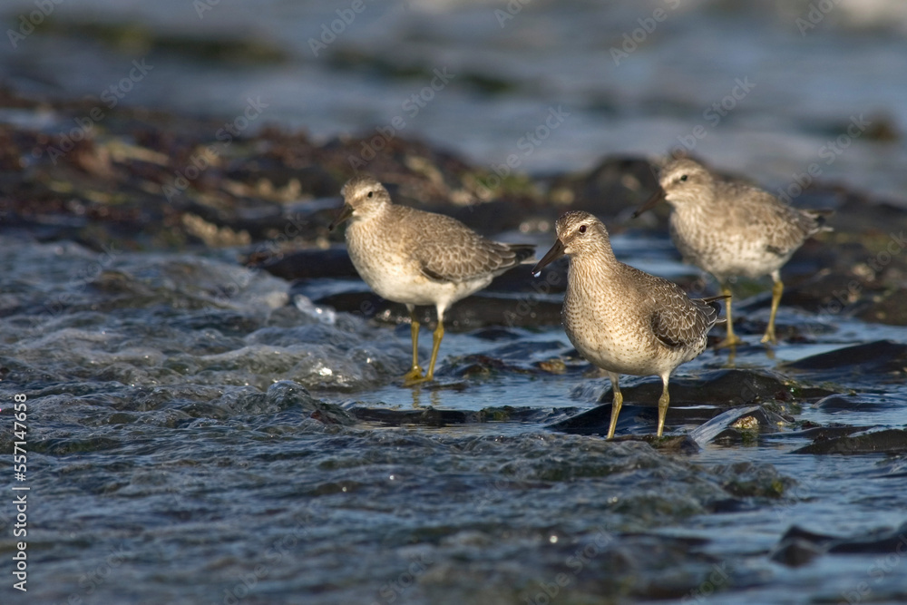 Kanoet, Red Knot, Calidris canutus Kanoet, Red Knot, Calidris canutus