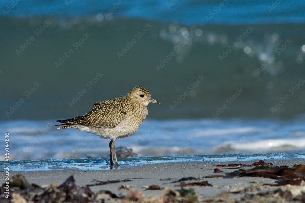 Golden Plover, Goudplevier, Pluvialis apricaria