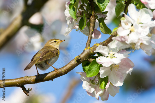 Fitis, Willow Warbler, Phylloscopus trochilus photo