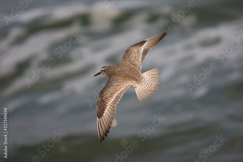 Kanoet, Red Knot, Calidris canutus © Marc