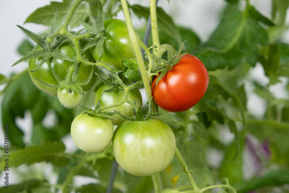 Growing tomatoes from seeds, step by step. Step 13 - ripe tomatoes Growing tomatoes from seeds, step by step. Step 13 - ripe tomatoes
