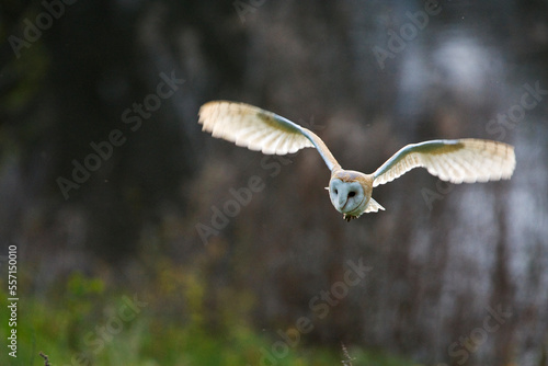 Kerkuil, Barn Owl, Tyto alba photo