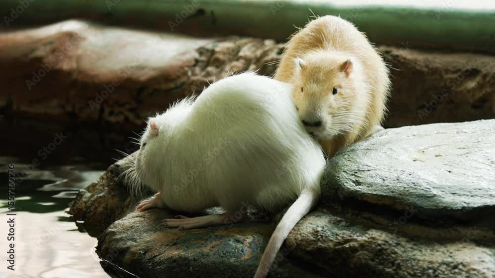 Two giant water rats named Myocastor Coypus are sitting on a rock ...