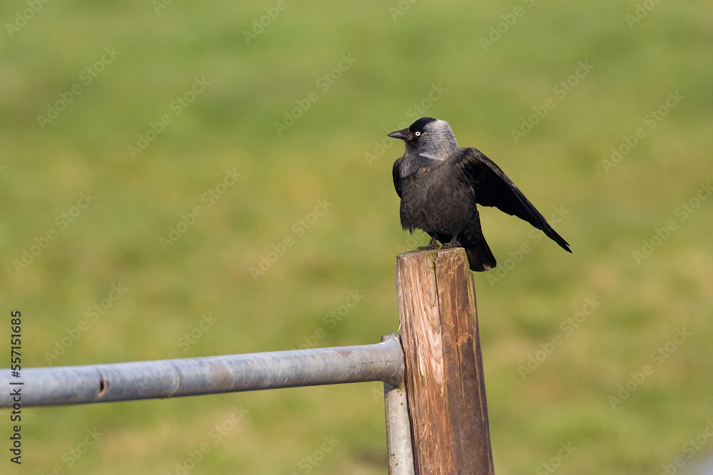 Common Jackdaw, Kauw, Corvus monedula spermologus Common Jackdaw, Kauw, Corvus monedula spermologus
