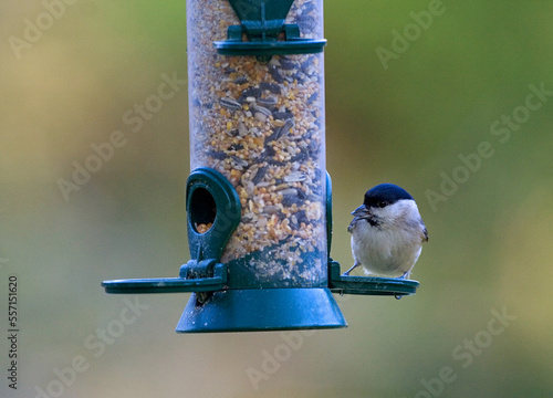 Marsh Tit, Glanskop, Poecile palustris photo