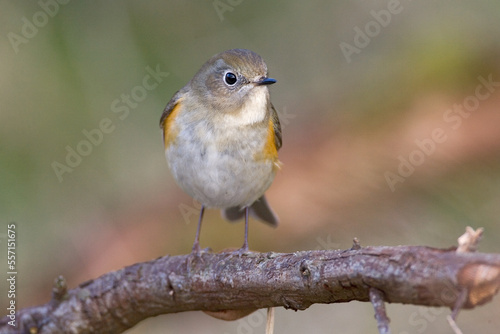 Red-flanked Bluetail, Blauwstaart, Luscinia cyanura photo