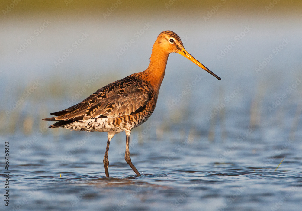 Obraz premium Grutto, Black-tailed Godwit, Limosa limosa
