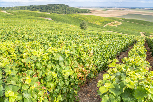 Champagne vineyards, France photo