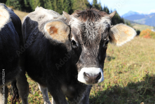 a cow on a pasture in the Alps