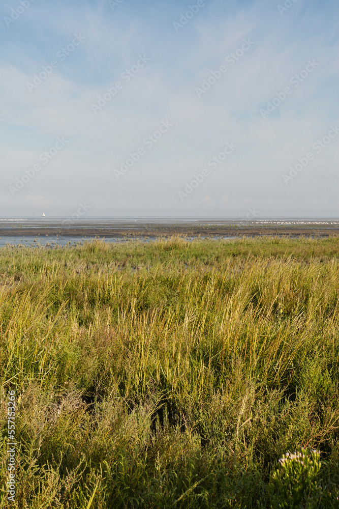 Kust in Westhoek, Coast at Westhoek Kust in Westhoek, Coast at Westhoek