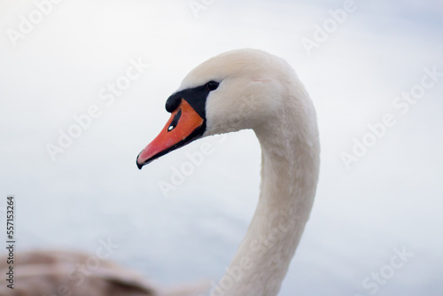 Swan in the river close up