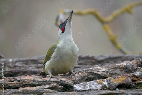 Green Woodpecker drinking and taking a mud bath. photo