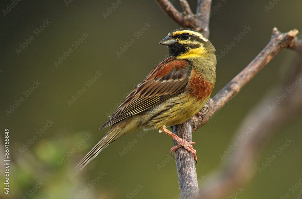 Cirlgors, Cirl Bunting, Emberiza cirlus