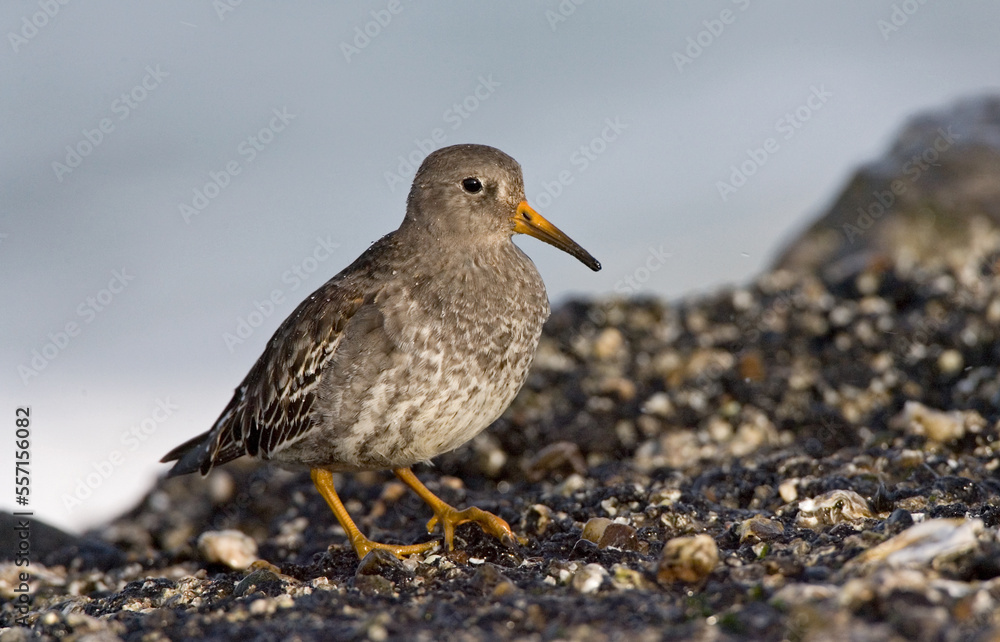 Purple Sandpiper, Paarse Strandloper, Calidris maritima Purple Sandpiper, Paarse Strandloper, Calidris maritima