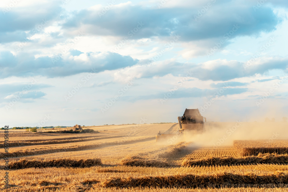 Fototapeta premium Wheat harvesting in the summer season by a modern combine harvester. Farmers securing food supply and feeding the nation