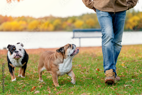 A happy pensioner with English bulldogs  on the shore of the lake in the meadow on Autumn day. Dog training. Free time in retirement. © Iryna