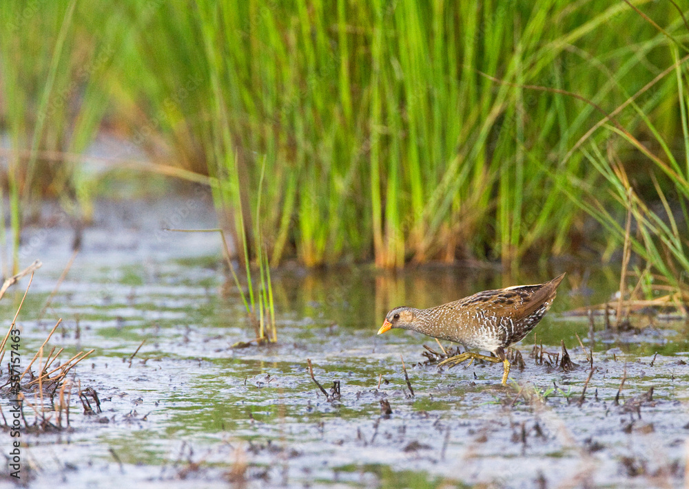 Porseleinhoen, Spotted Crake, Porzana porzana Porseleinhoen, Spotted Crake, Porzana porzana