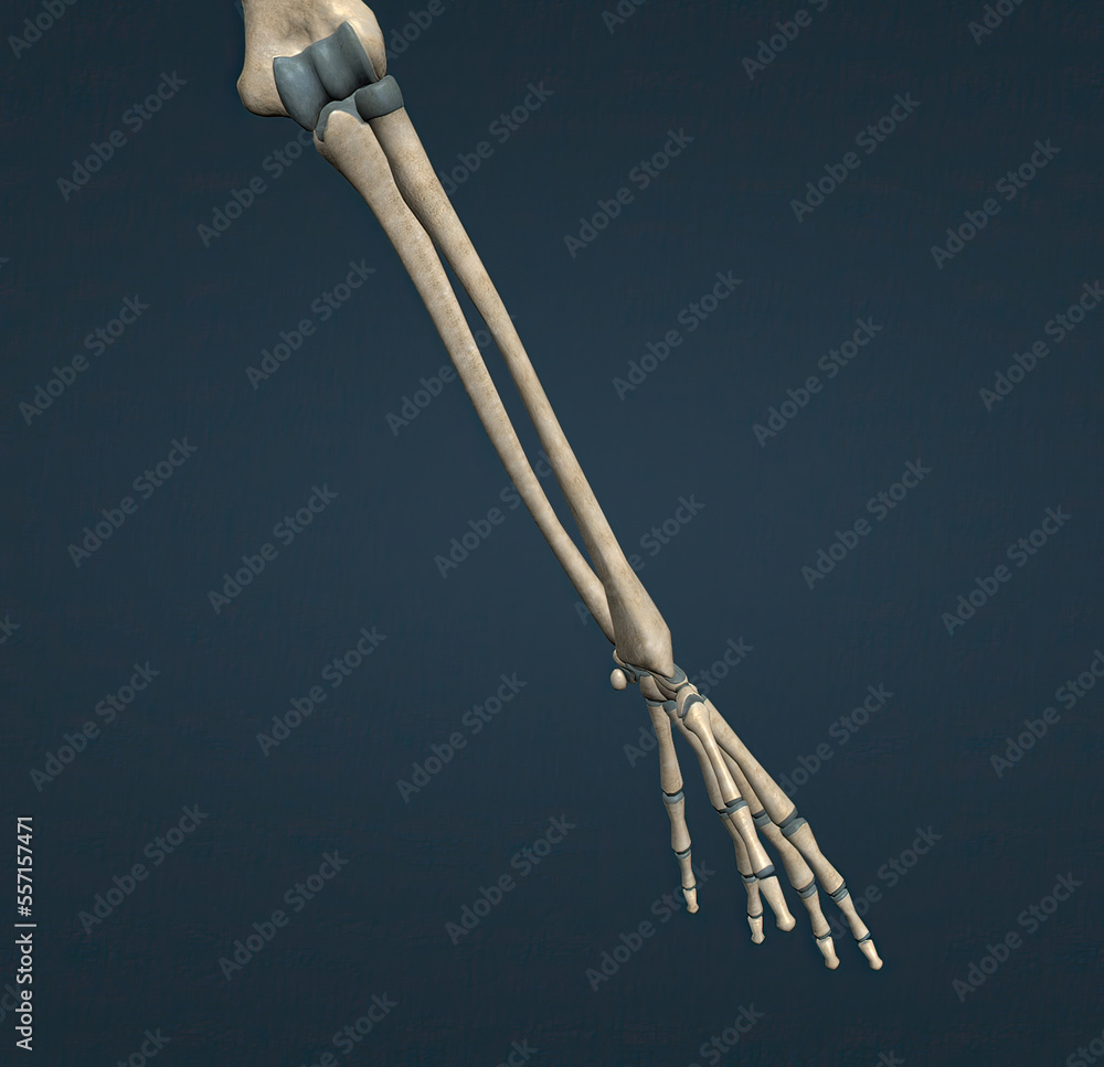 In the human arm, the humeral trochlea is the medial part of the