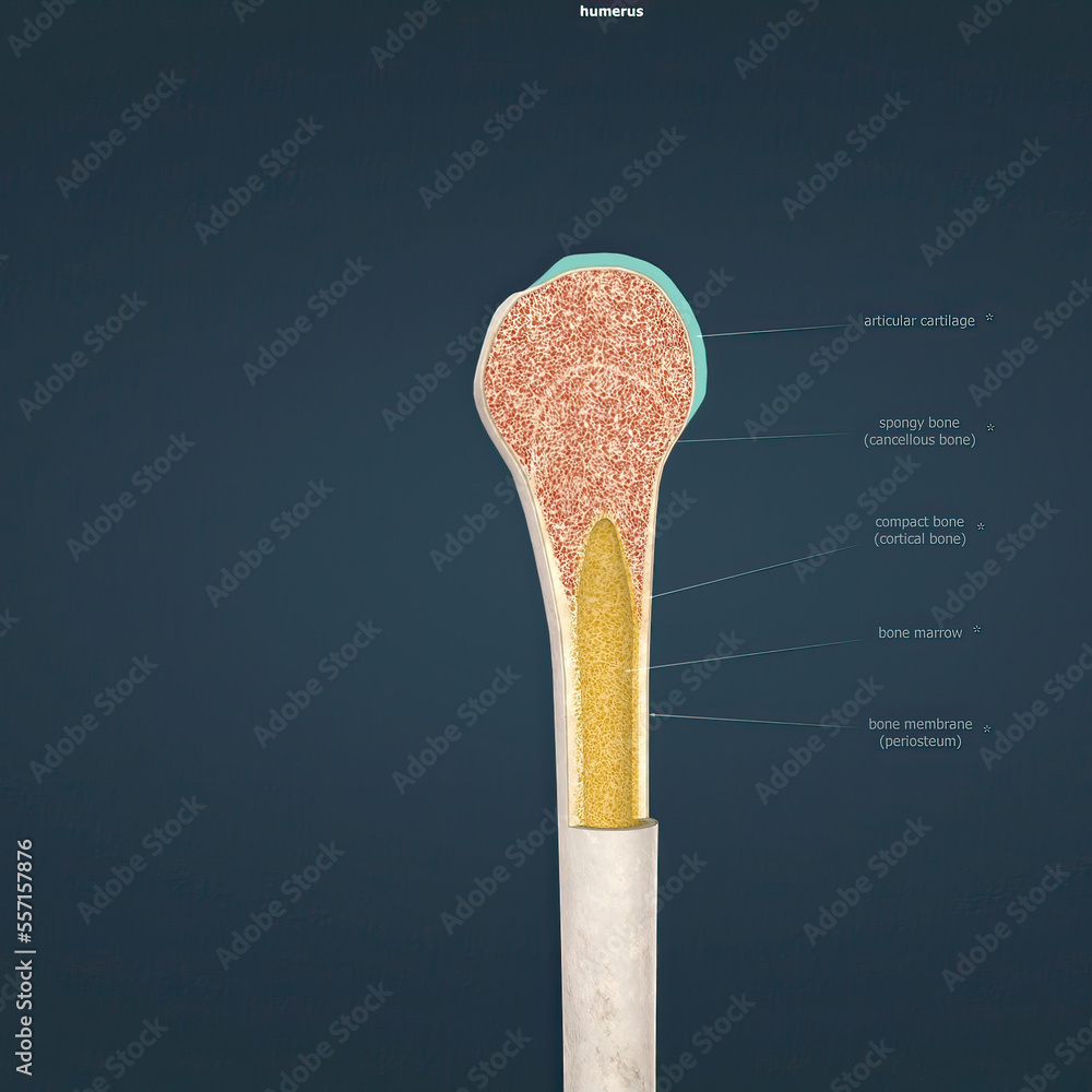 The humerus also known as the upper arm bone is a long bone that runs