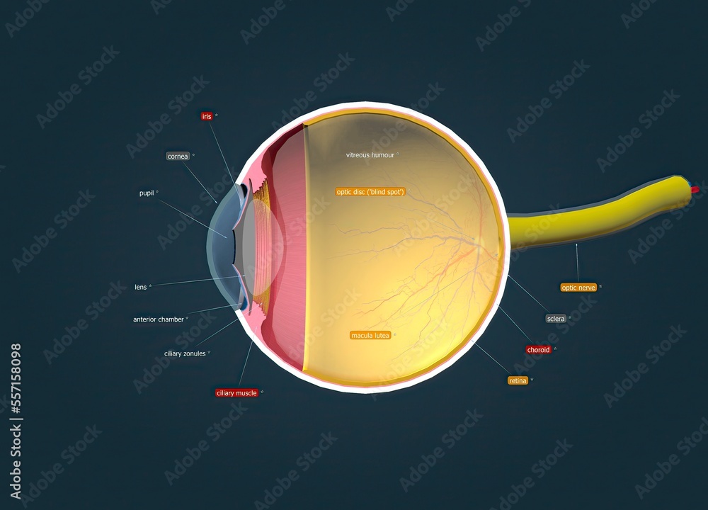 Structure of the Human Eye and anatomy of vision ilustração do Stock ...