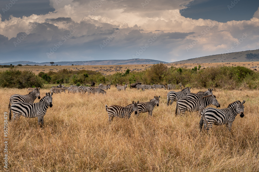 a herd of zebra grazing on the plains of masai mary kenya. - obrazy, fototapety, plakaty 