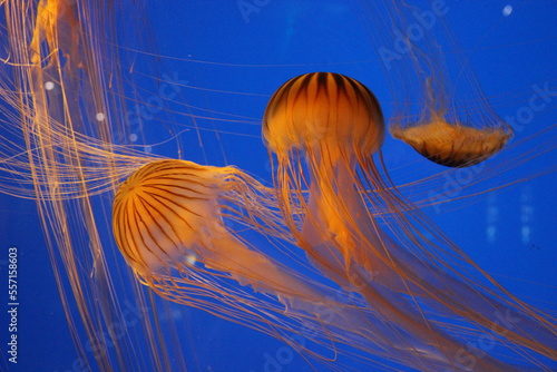 Aquarium de La Rochelle