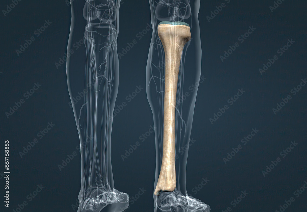 Tibia Length In human anatomy, the tibia is the second largest bone after the femur ...