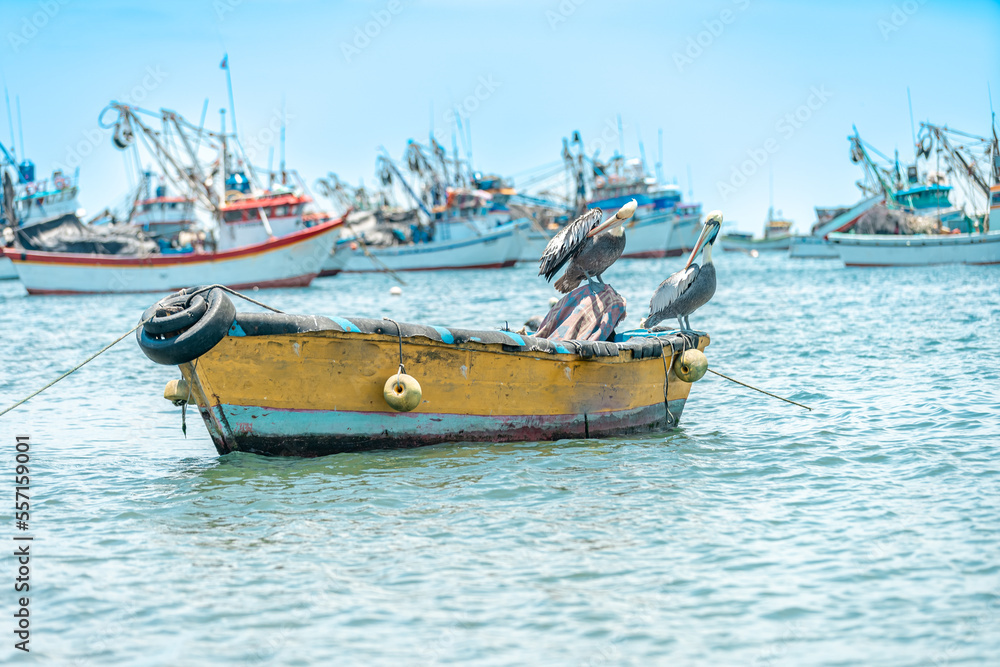 pelicans by the ocean shore on a fishing boat