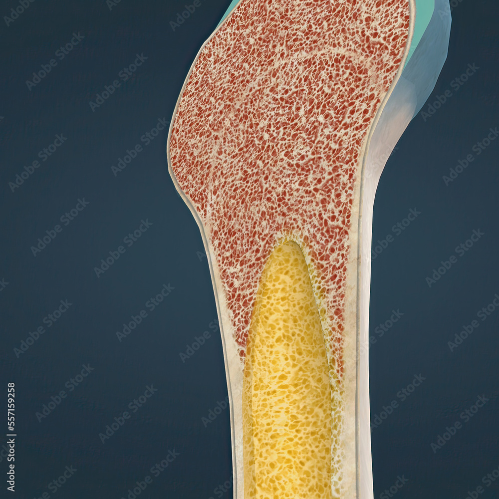 The humerus also known as the upper arm bone is a long bone that runs
