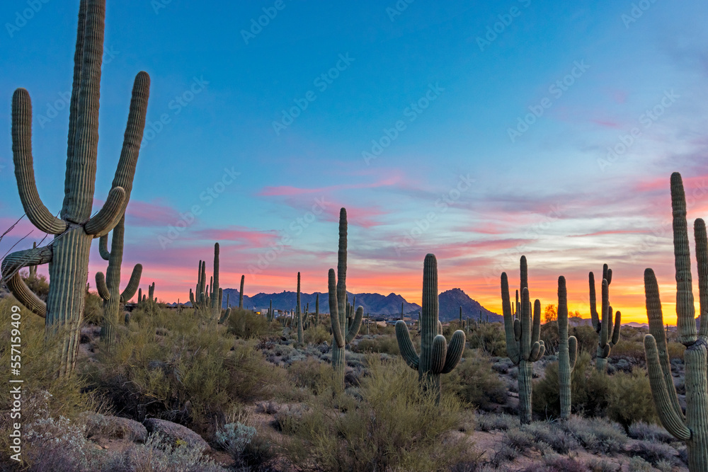 Stand Of Saguaro Cactus At Sunset Time In Scottsdale Arizona