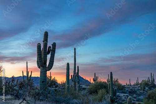 Close Up View Of Saguaor Cactus Stand At Dawn In Arizona