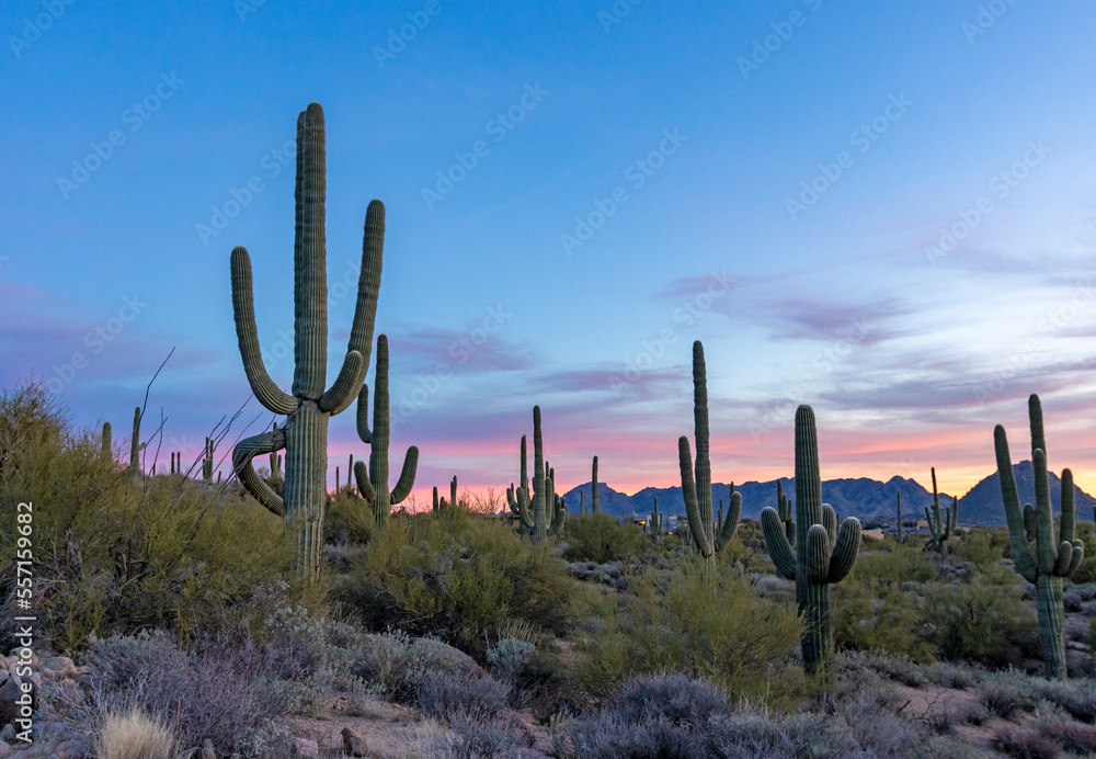 Stand Of Saguaro Cactus At Sunset Time In Scottsdale Arizona