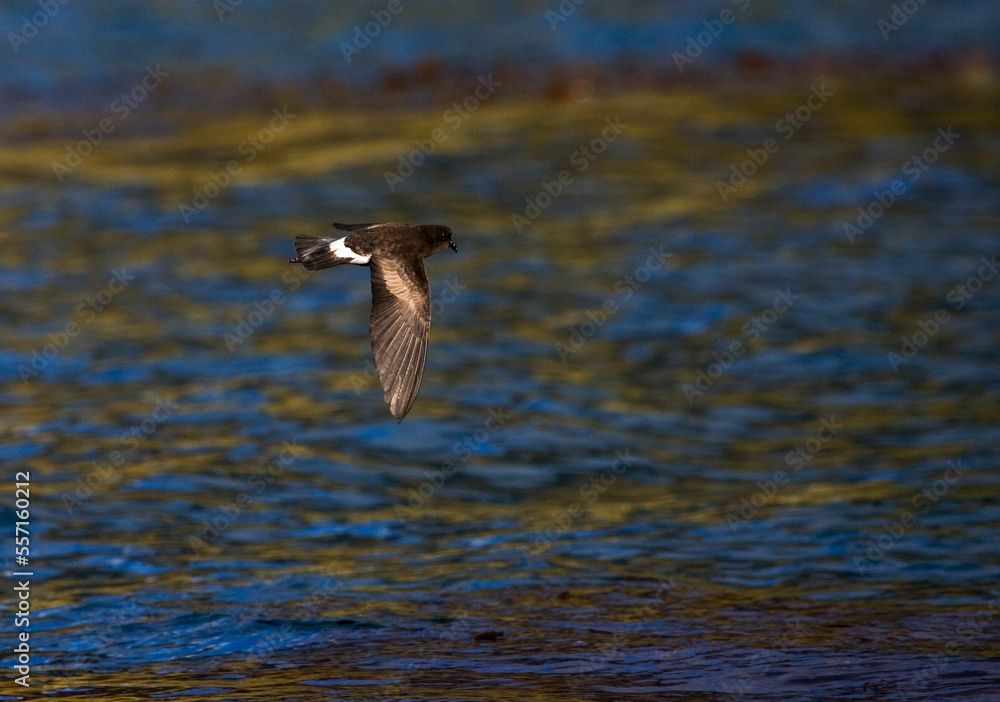 Wilsons Stormvogeltje, Wilsons Storm-petrel, Oceanites oceanicus Wilsons Stormvogeltje, Wilsons Storm-petrel, Oceanites oceanicus
