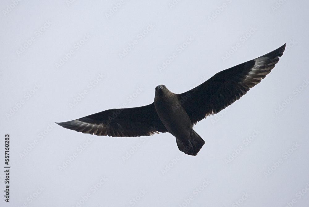 Fototapeta premium Subantarctic Skua, Subantarctische Grote Jager, Stercorarius antarcticus