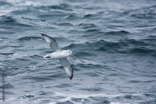 Grijze Stormvogel, Southern Fulmar, Fulmarus glacialoides