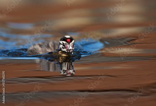 Fuut, Great Crested Grebe, Podiceps cristatus photo