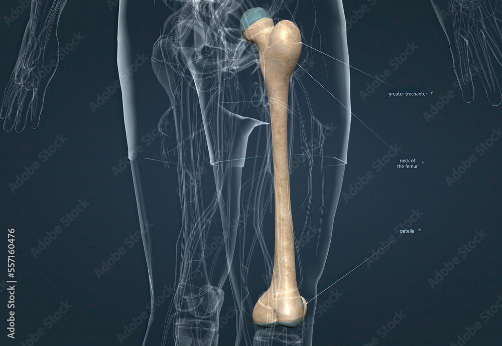 Human Anatomy, Bony Pelvis And Lower Limb, Knee Patella Stock イラスト ...