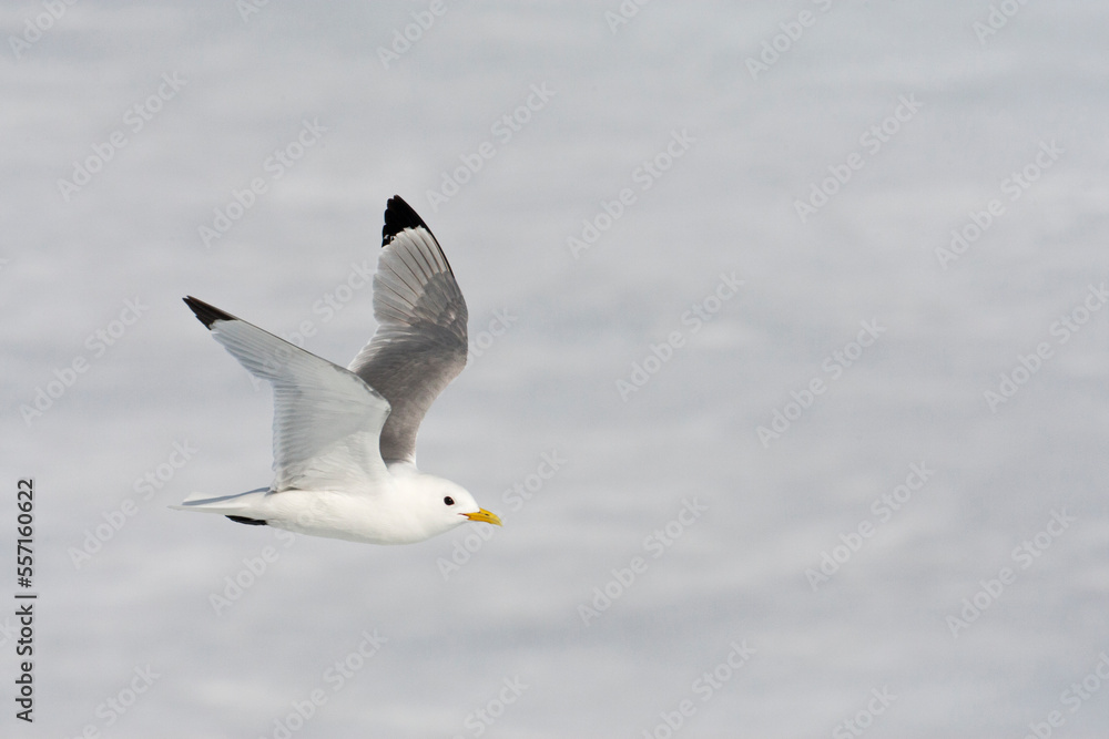 Fototapeta premium Drieteenmeeuw; Black-legged Kittiwake, Rissa tridactyla