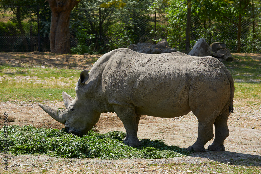 Feeding rhino in a zoo, Italy Feeding rhino in a zoo, Italy