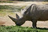 Feeding rhino in a zoo, Italy