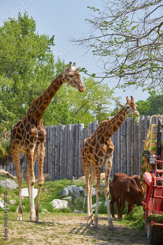 Giraffes in a zoo  Italy