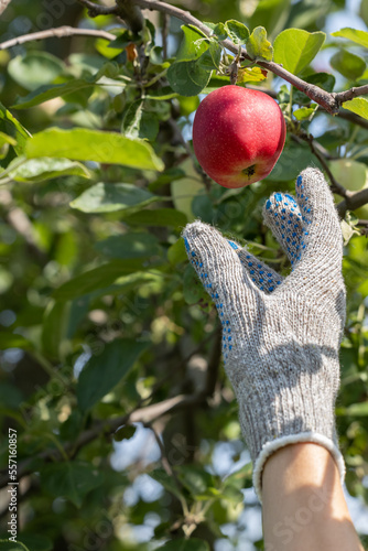 a man picks a red apple from a branch photo