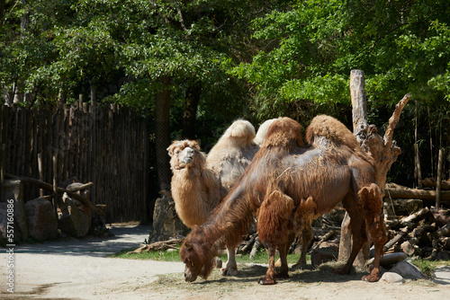 Bactrian Camels in a zoo, Italy