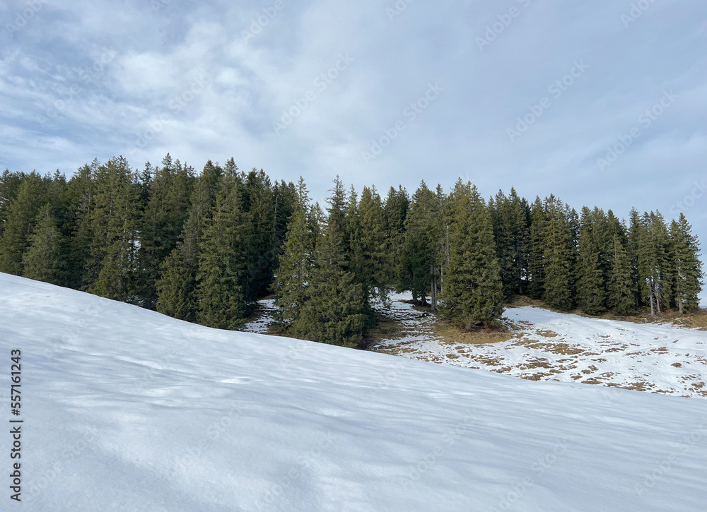 Late autumn atmosphe with the first snow on the mixed trees in the alpine area of the Alpstein mountain massif, Urnäsch (Urnaesch or Urnasch) - Canton of Appenzell Innerrhoden, Switzerland (Schweiz) Late autumn atmosphe with the first snow on the mixed trees in the alpine area of the Alpstein mountain massif, Urnäsch (Urnaesch or Urnasch) - Canton of Appenzell Innerrhoden, Switzerland (Schweiz)