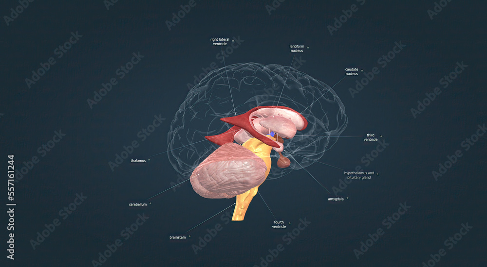 Anatomy of the basal ganglia Stock Illustration Biology Diagrams