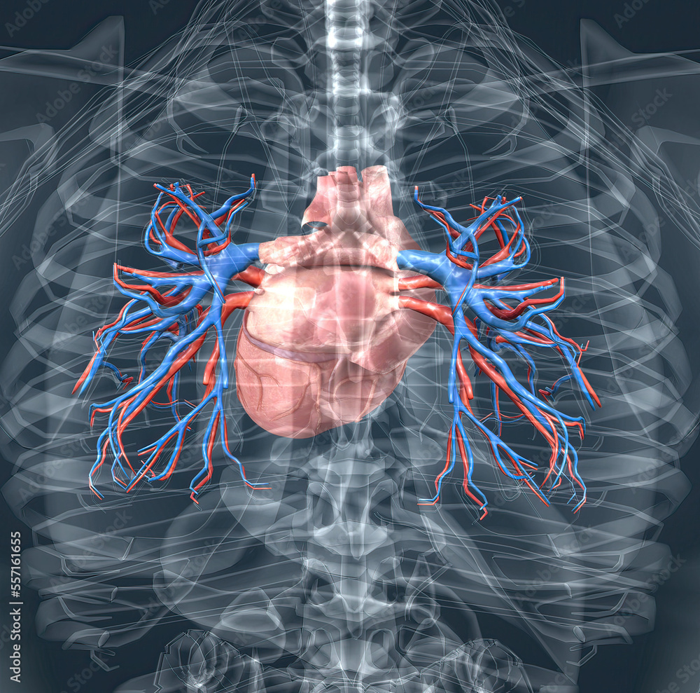 The Blood Vessels Of The Pulmonary Circulation Are The Pulmonary ...