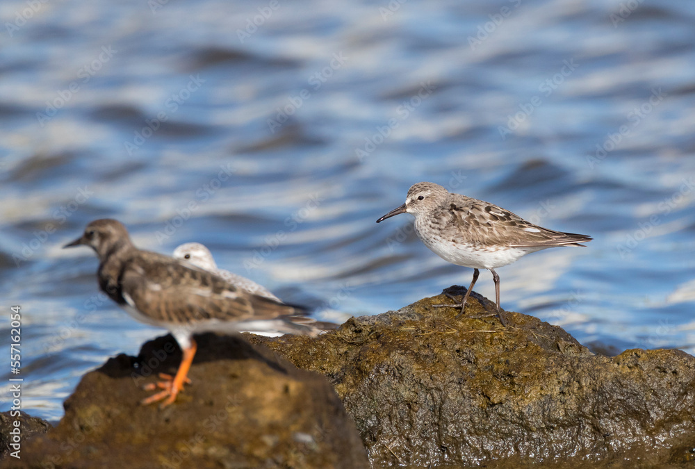 White-rumped Sandpiper, Calidris fuscicollis White-rumped Sandpiper, Calidris fuscicollis