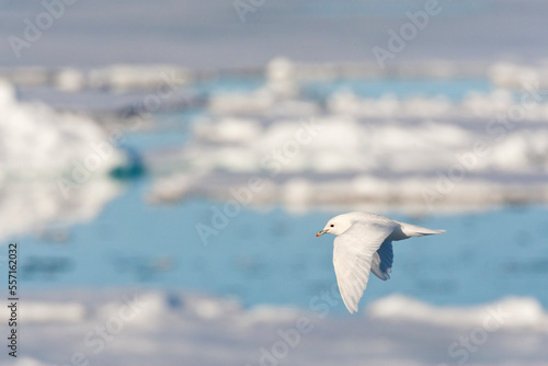 Ivoormeeuw, Ivory Gull, Pagophila eburnea photo