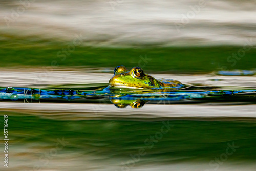 A frog in the swamps of the danube delta 