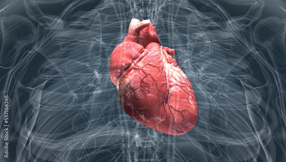 Heart pumps blood through the blood vessels of the circulatory system